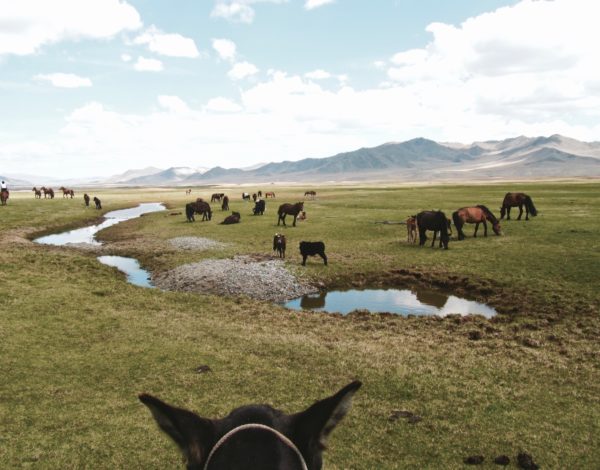 Randonnée à cheval en Mongolie