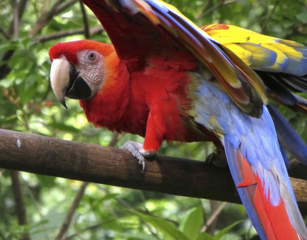 Vidéo voyage Costa Rica